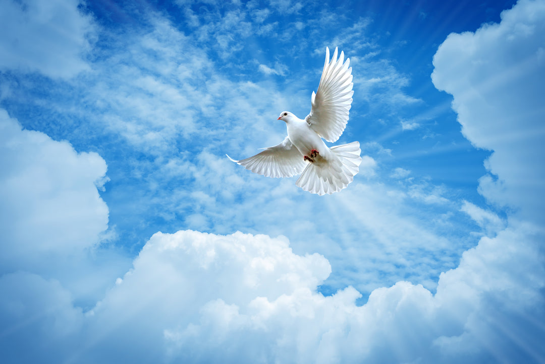 Peace within Christianity & Judaism Online Unit (One User) - Devine Educational Consultancy Services